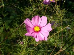 Herbstschönheiten