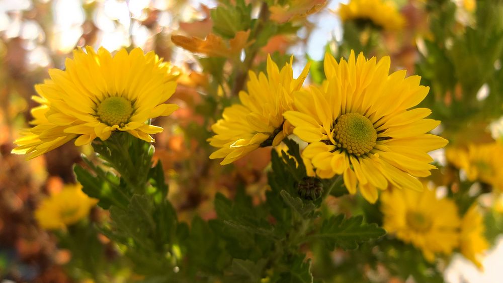 Herbstschönheiten