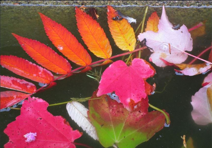 Herbstschönheiten im Brunnen