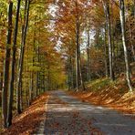 Herbstschönheiten im Jura / Schweiz