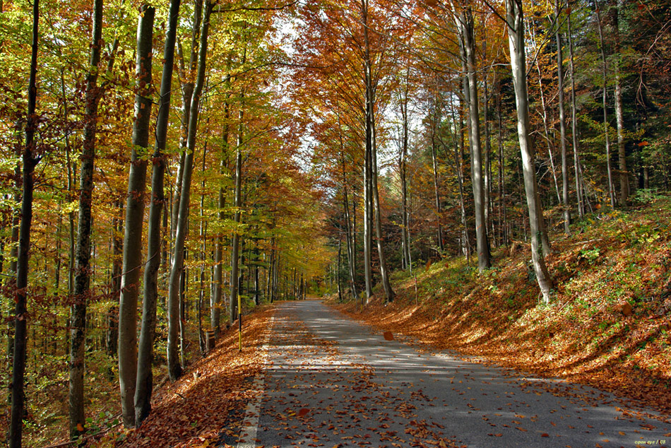 Herbstschönheiten im Jura / Schweiz