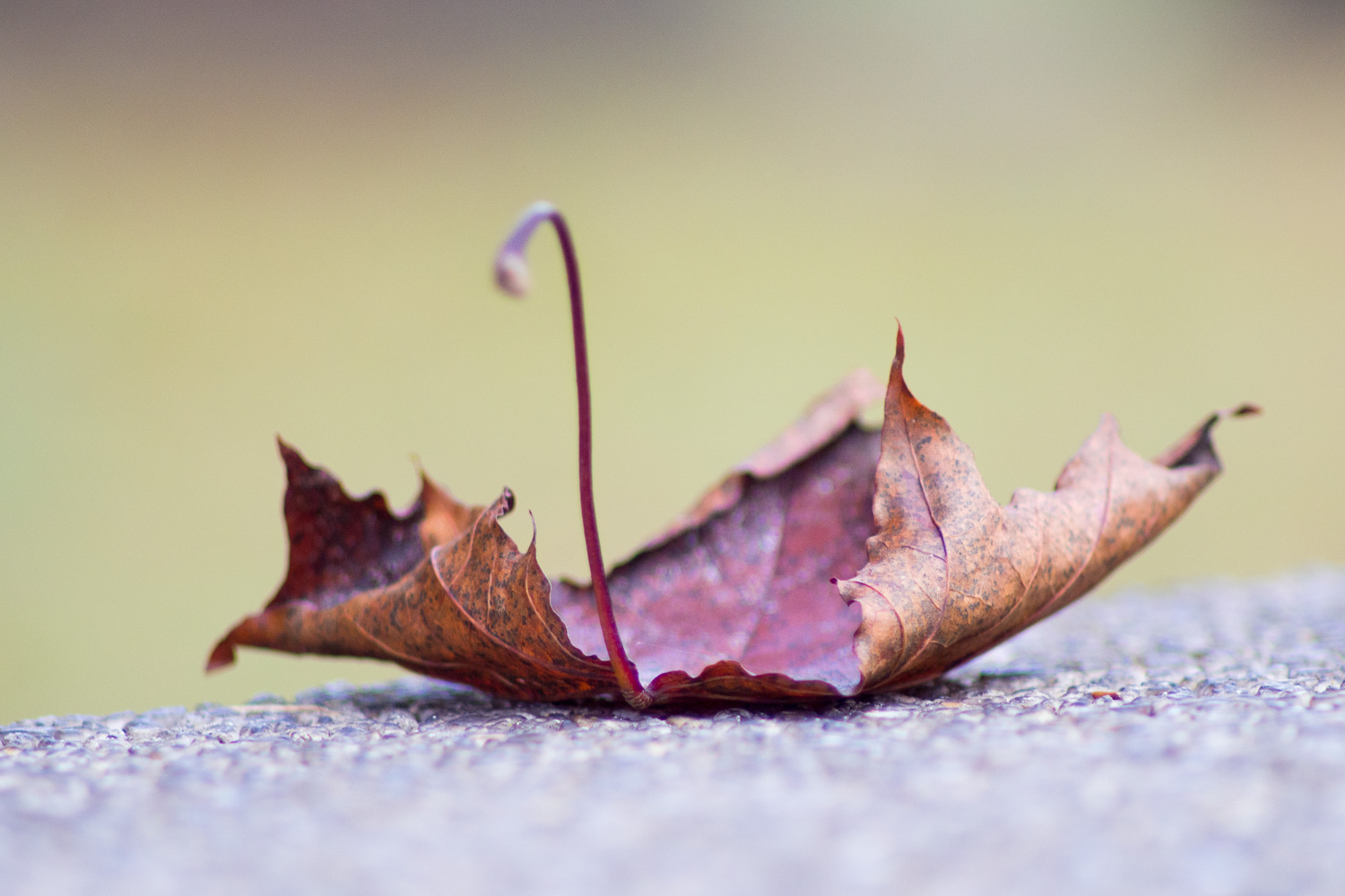 Herbstschwan