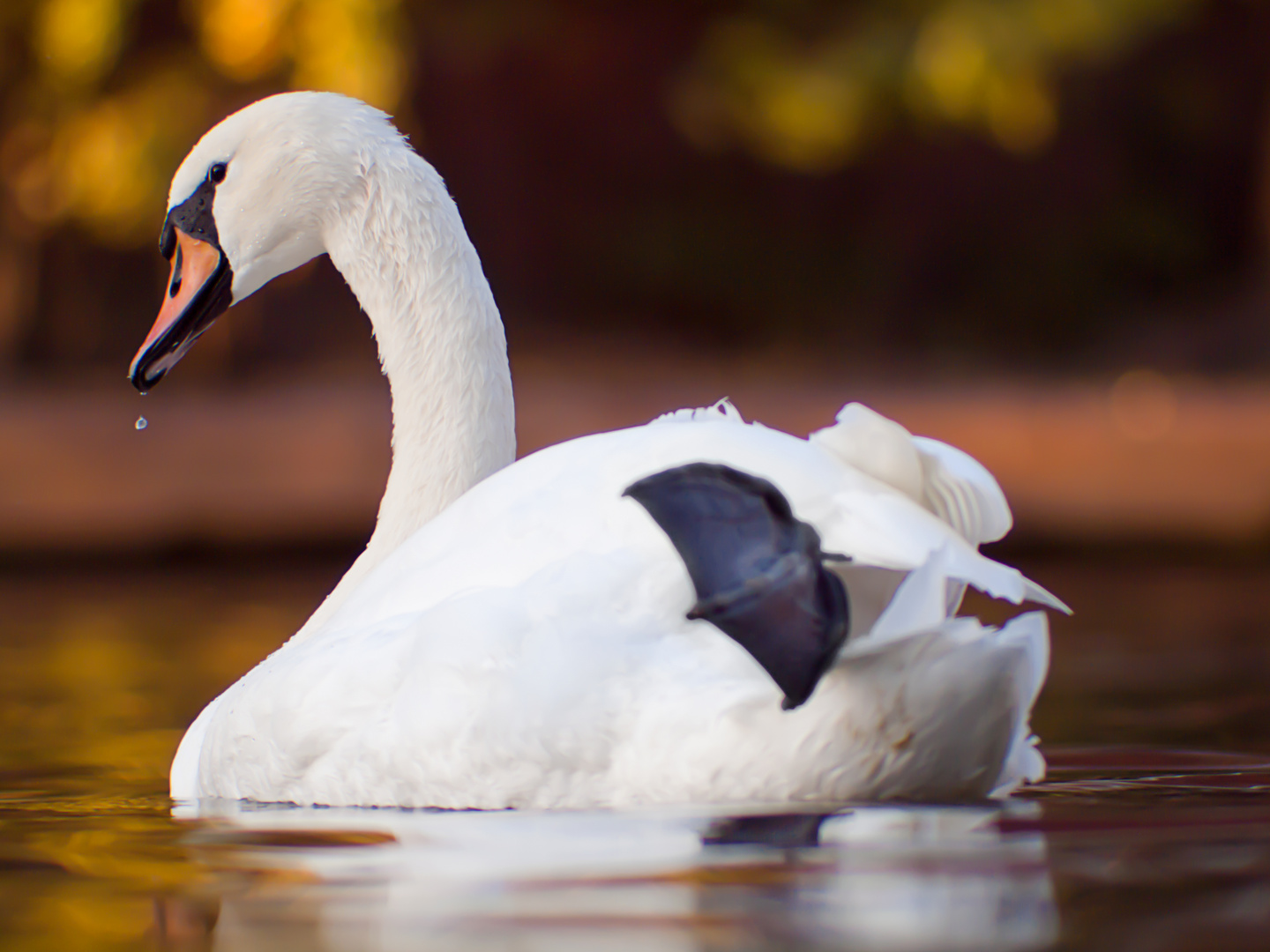 Herbstschwan