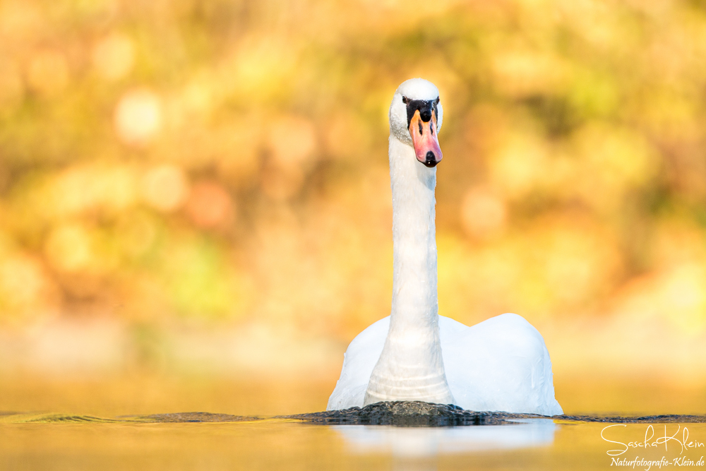 Herbstschwan