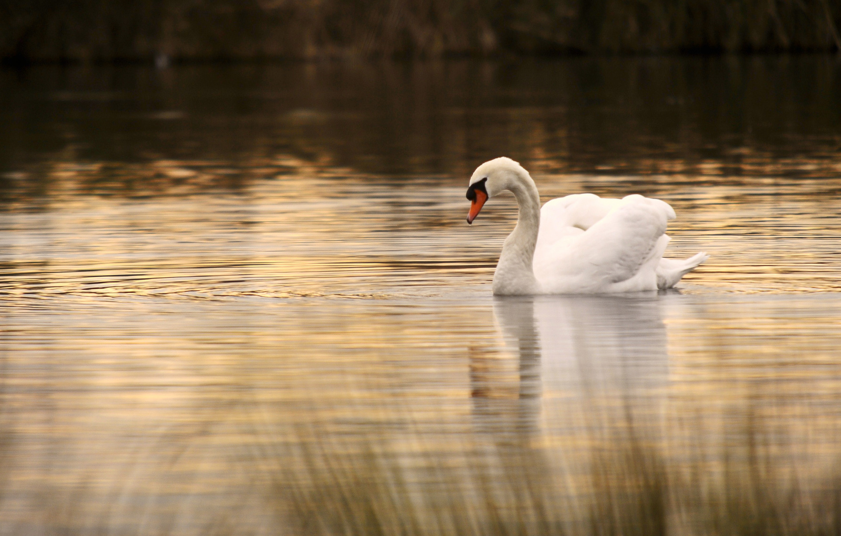 herbstSchwan