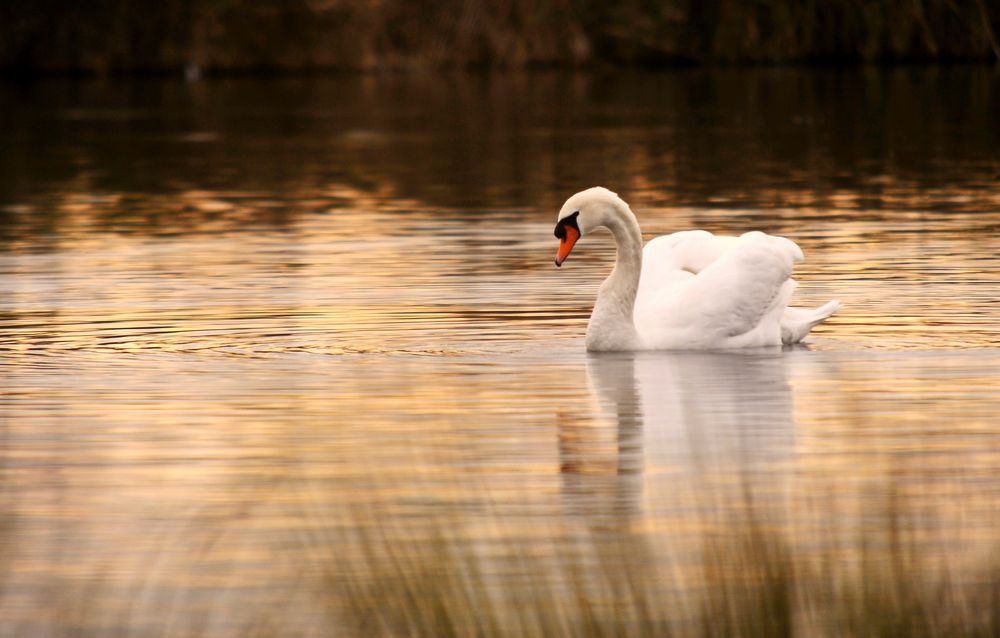 herbstSchwan