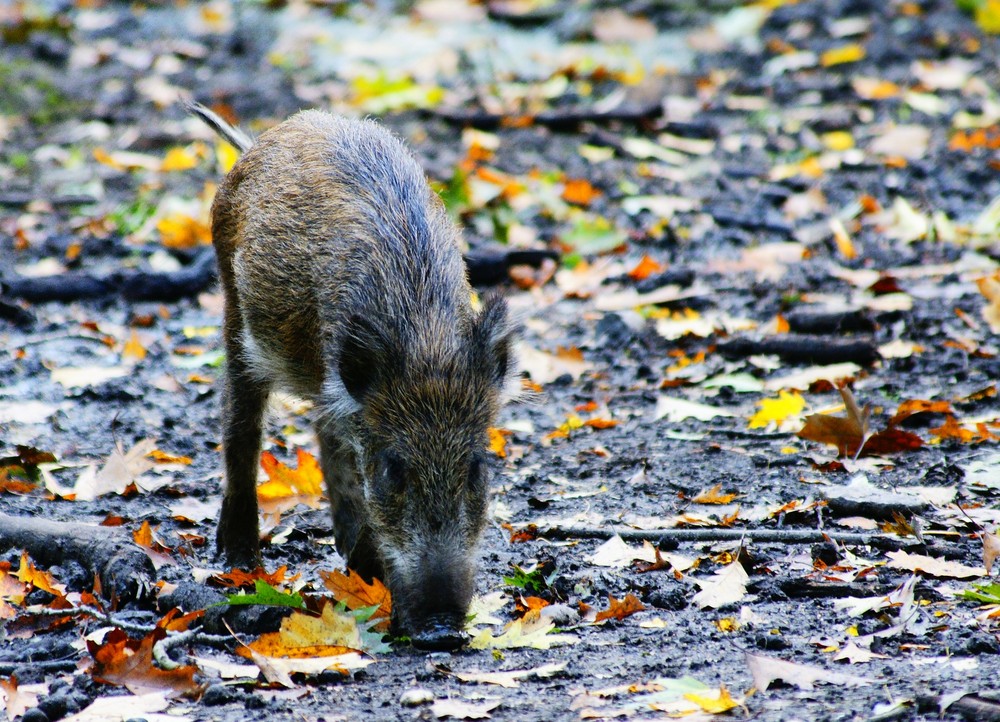 Herbstschwein