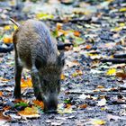 Herbstschwein