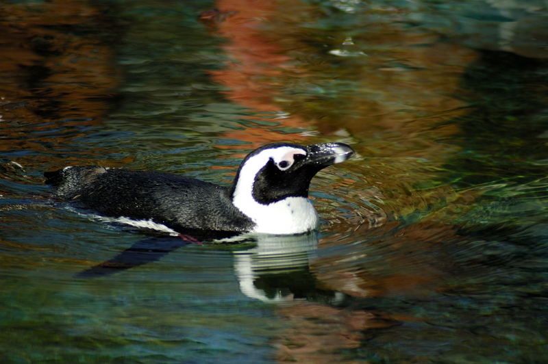 Herbstschwimmen im Zoo