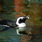 Herbstschwimmen im Zoo