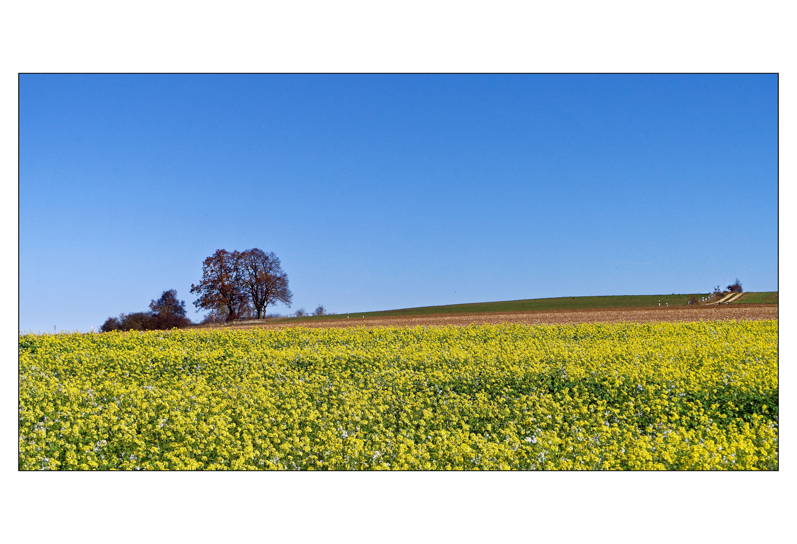 Herbst.Senf.Gelb