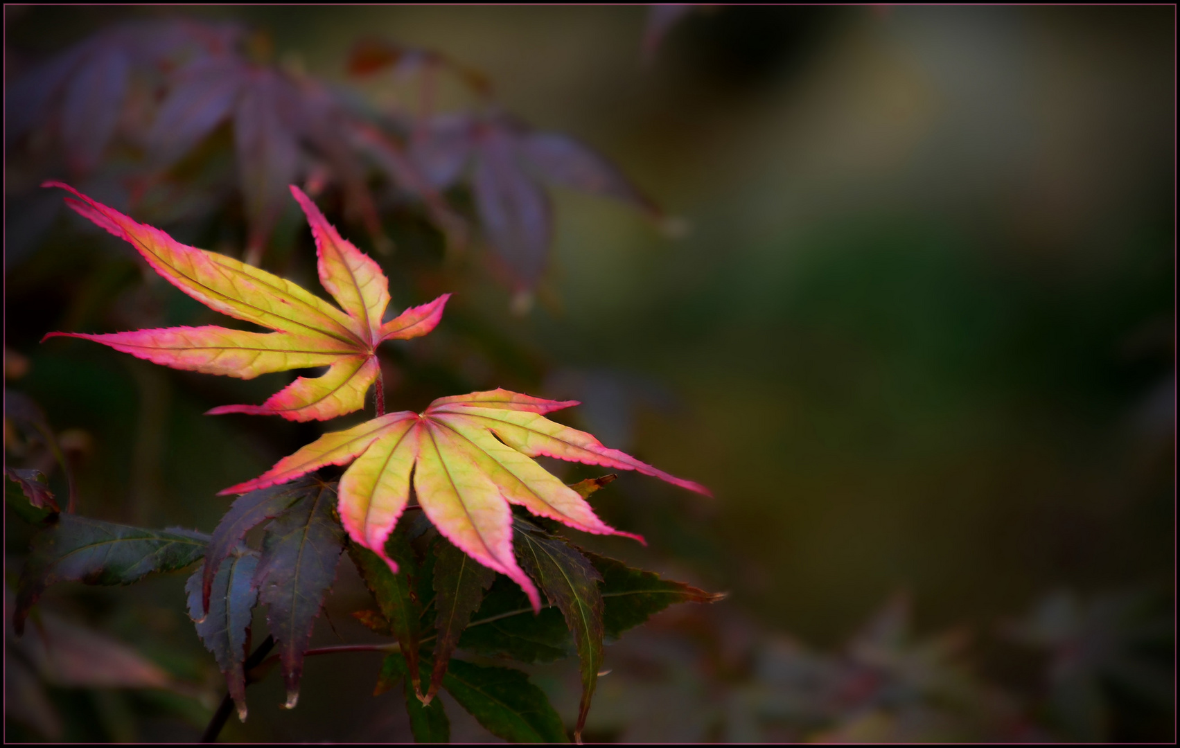 Herbstshow