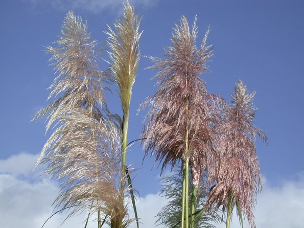 Herbstsilber und Himmelsblau