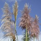 Herbstsilber und Himmelsblau