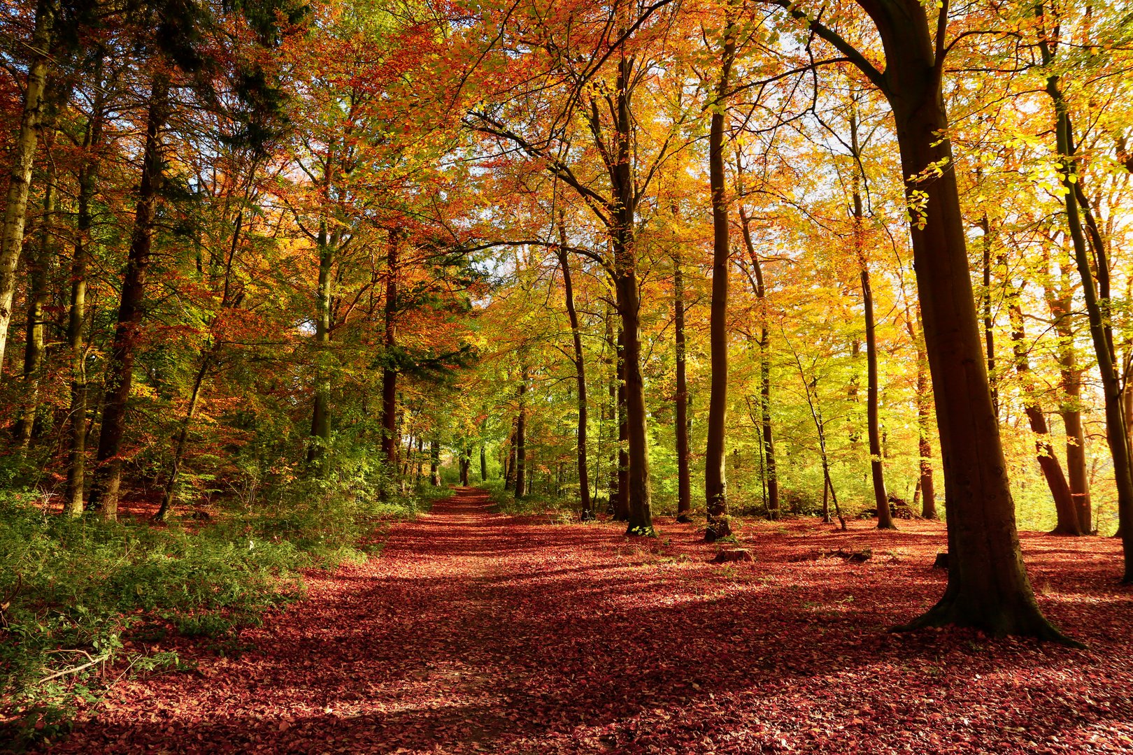 Herbstsinfonie