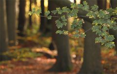 Herbstsommer_311022