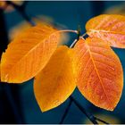 Herbstsonate für Blätterquartett