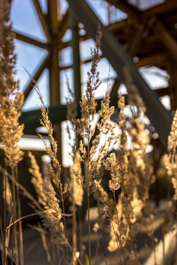 Herbstsonne