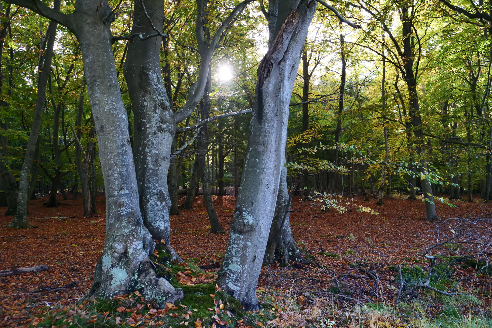 Herbstsonne