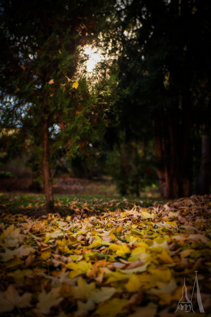 Herbstsonne