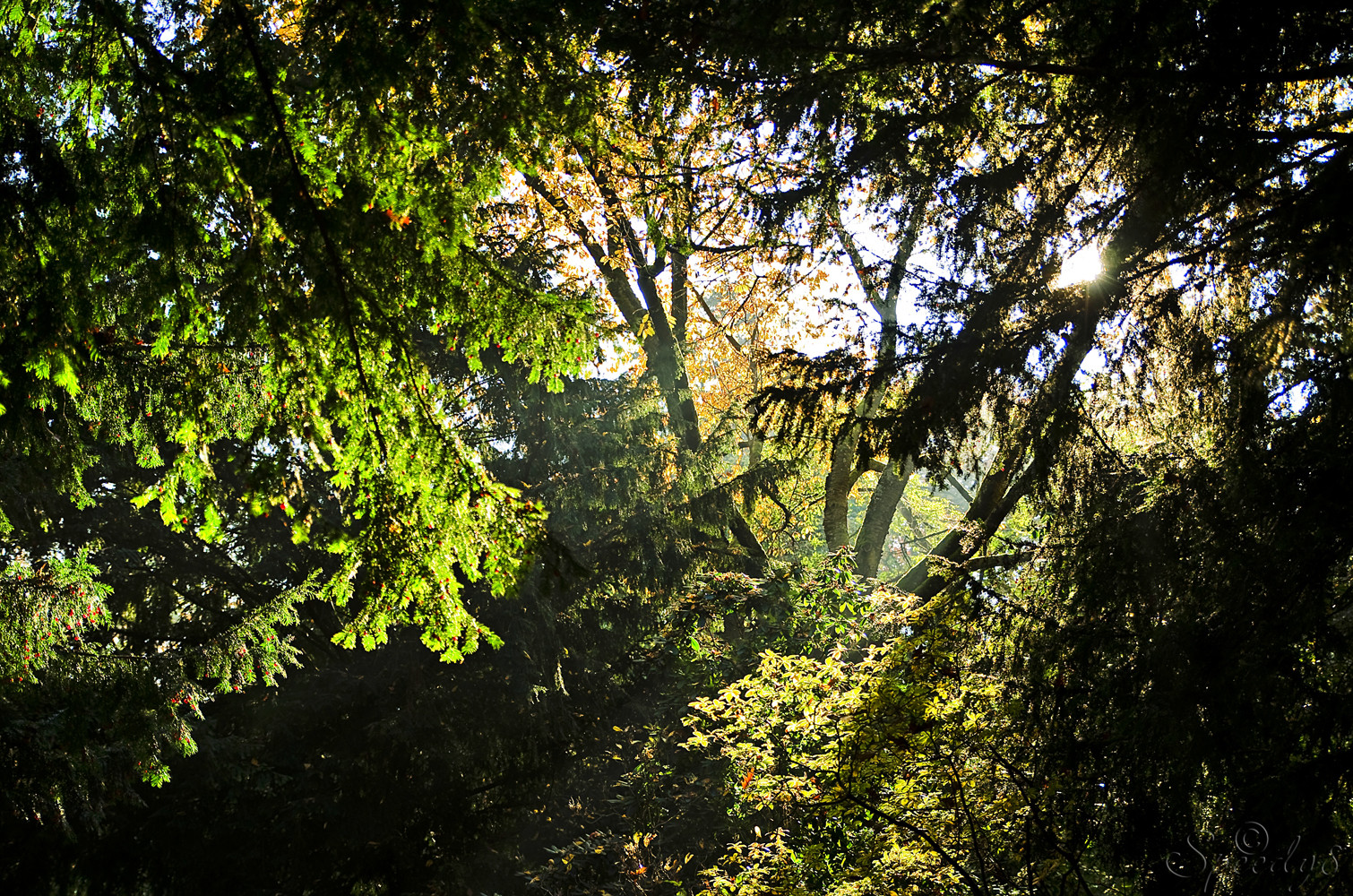 Herbstsonne