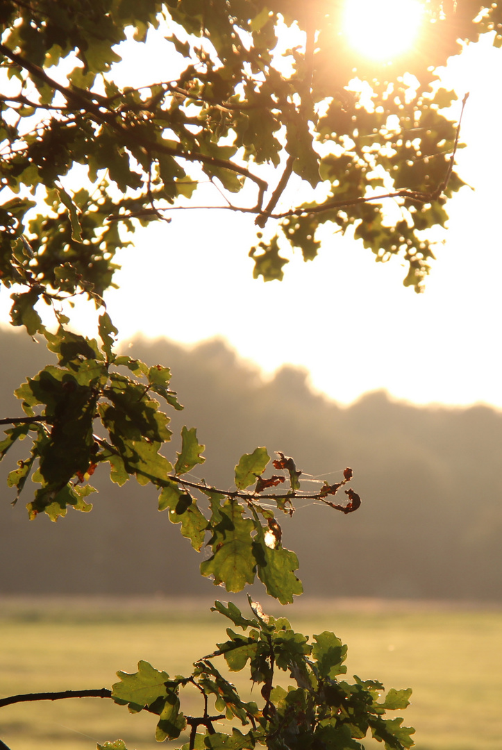 Herbstsonne