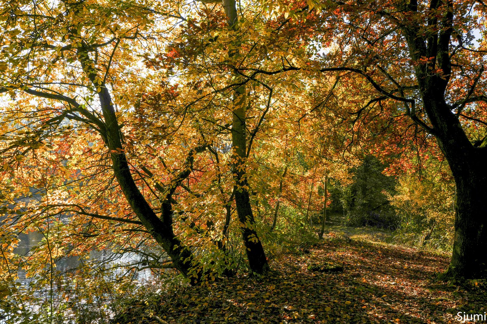 Herbstsonne