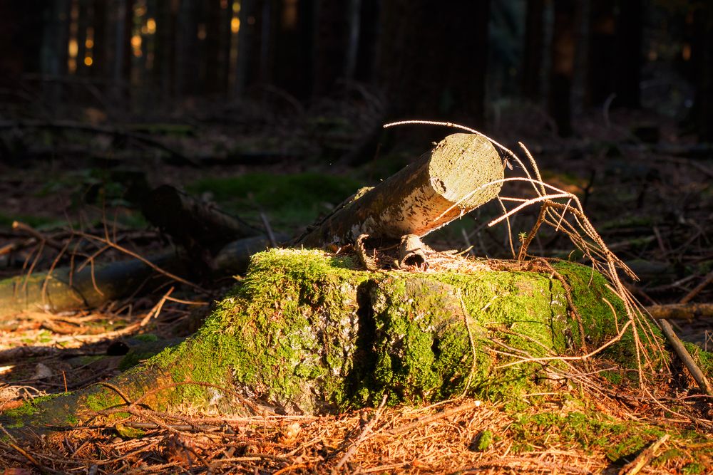 Herbstsonne...