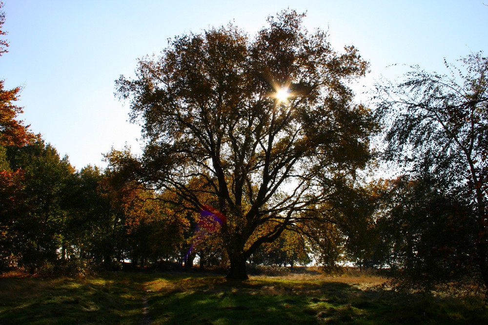 Herbstsonne