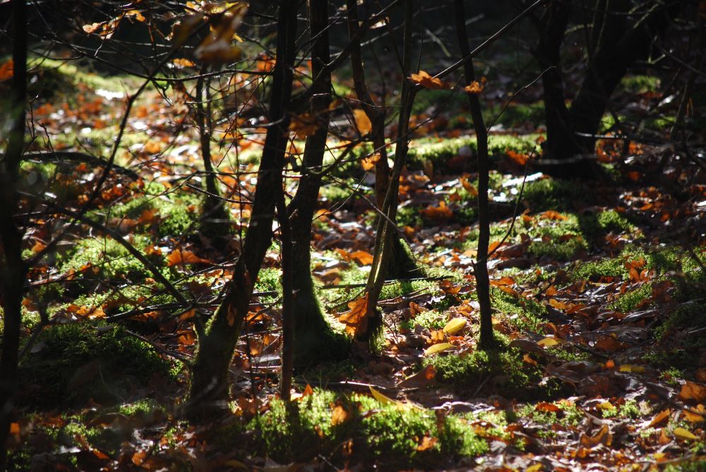 Herbstsonne