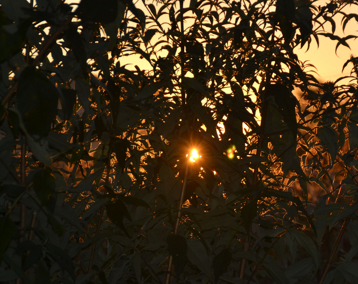 Herbstsonne