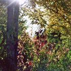 Herbstsonne 2