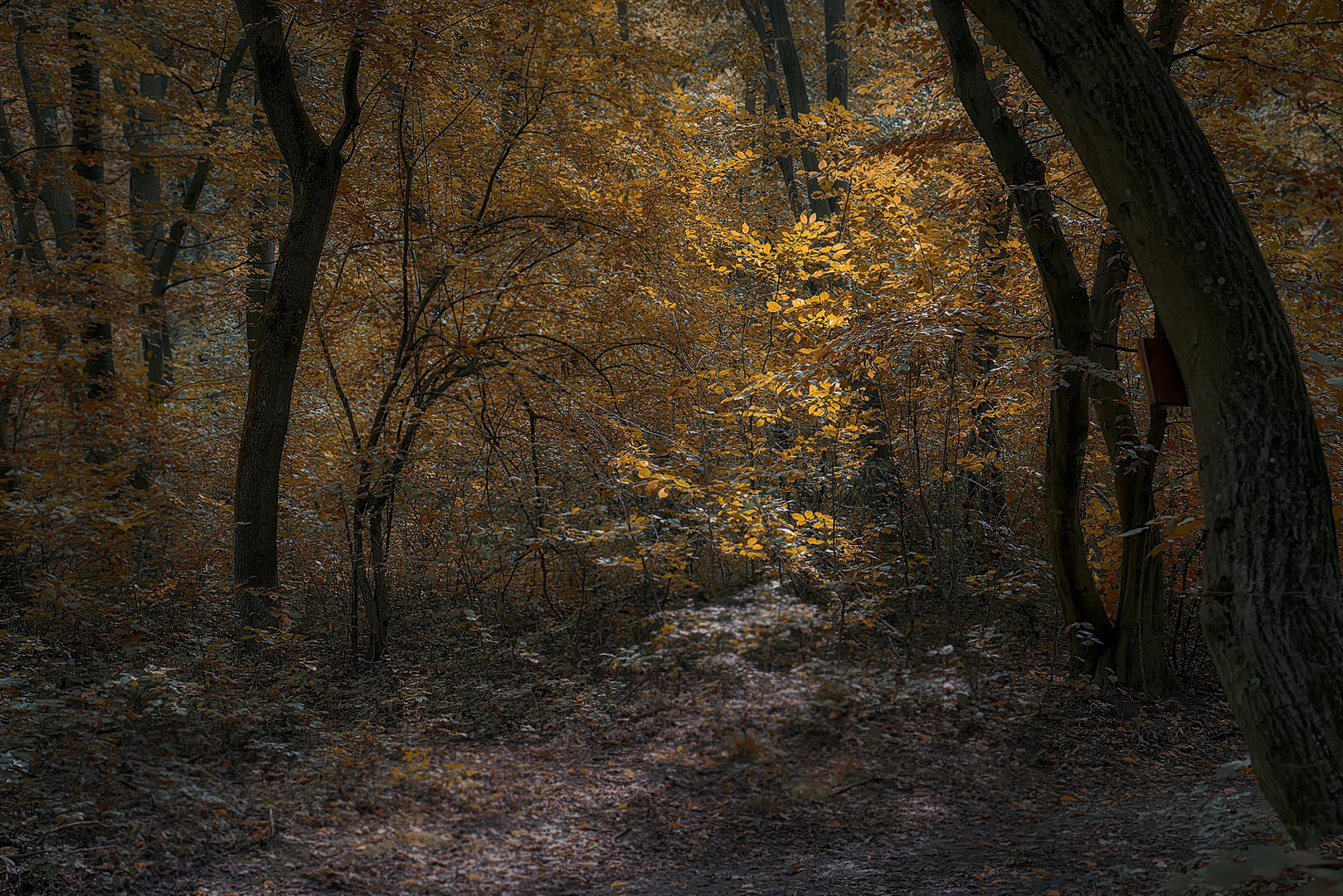 Herbstsonne