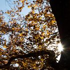 Herbstsonne