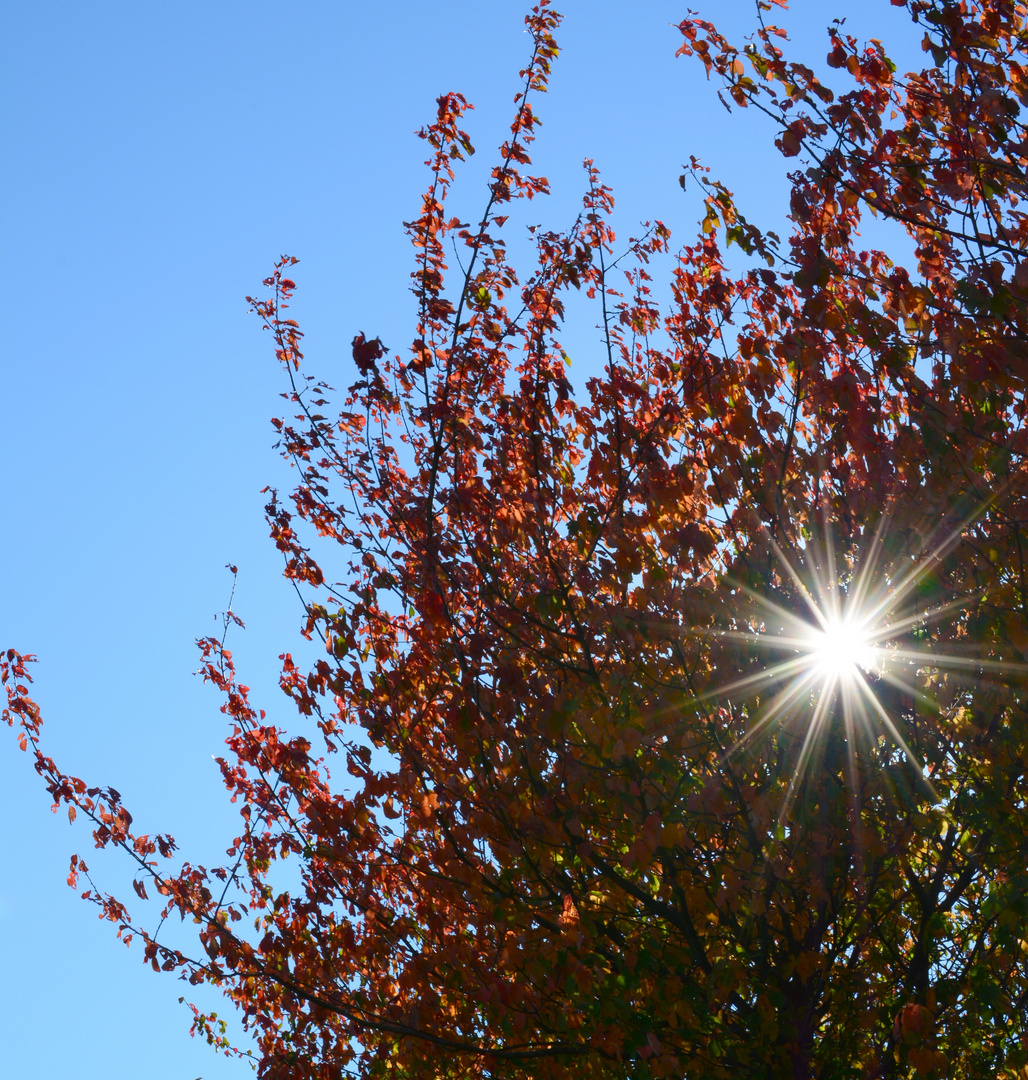 Herbstsonne