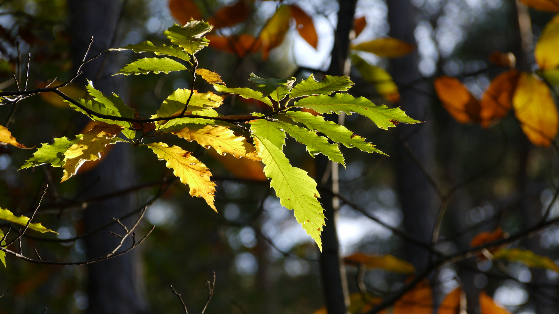 Herbstsonne