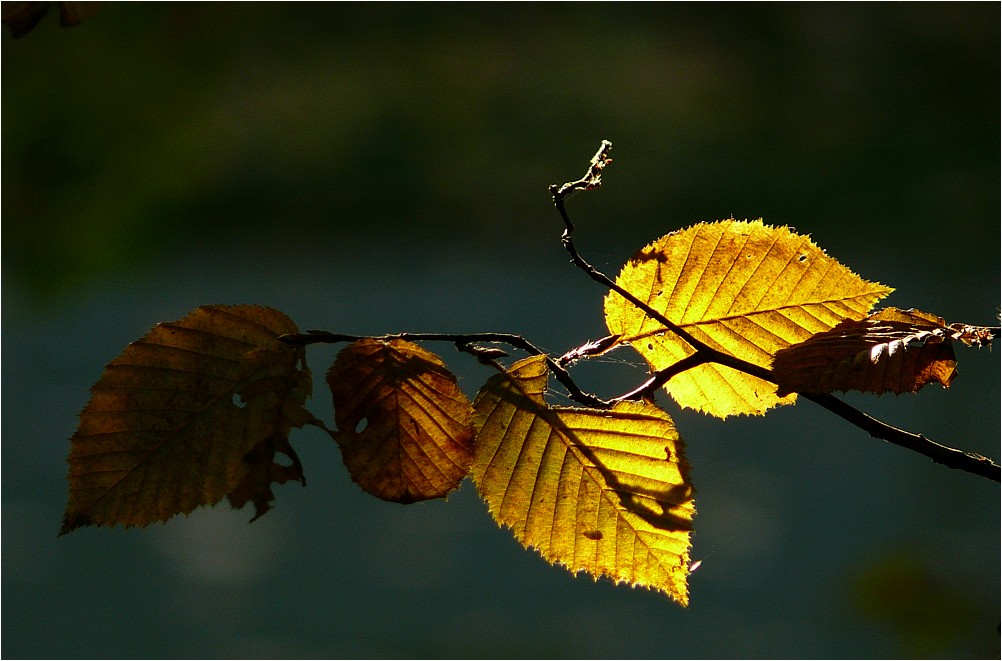 Herbstsonne