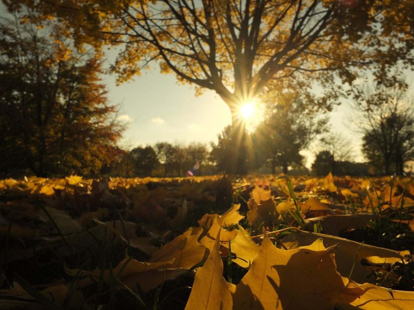 Herbstsonne...