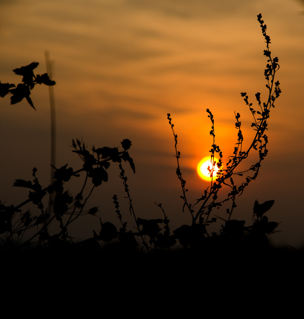 Herbstsonne