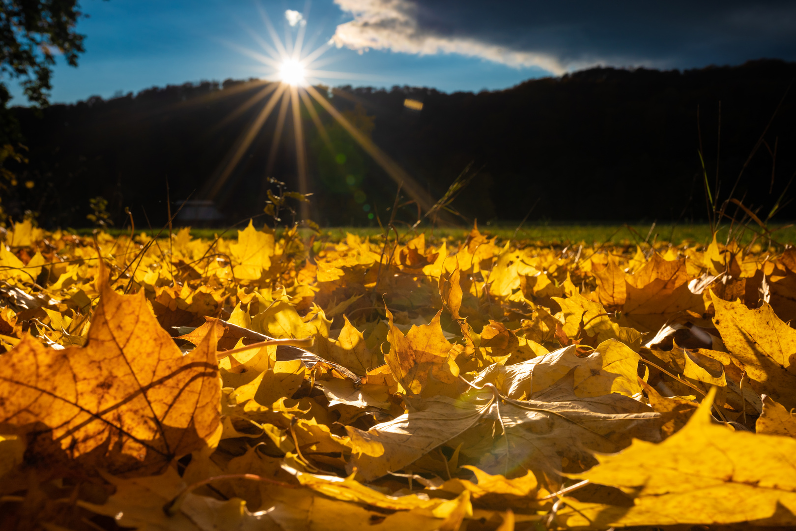 Herbstsonne 