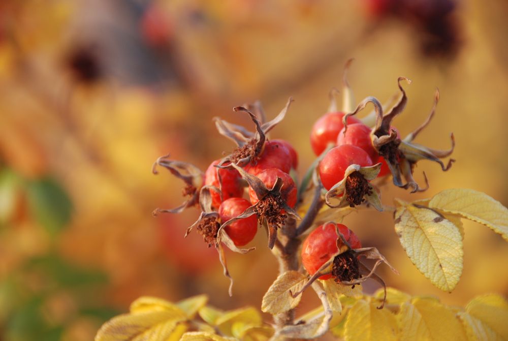 Herbstsonne