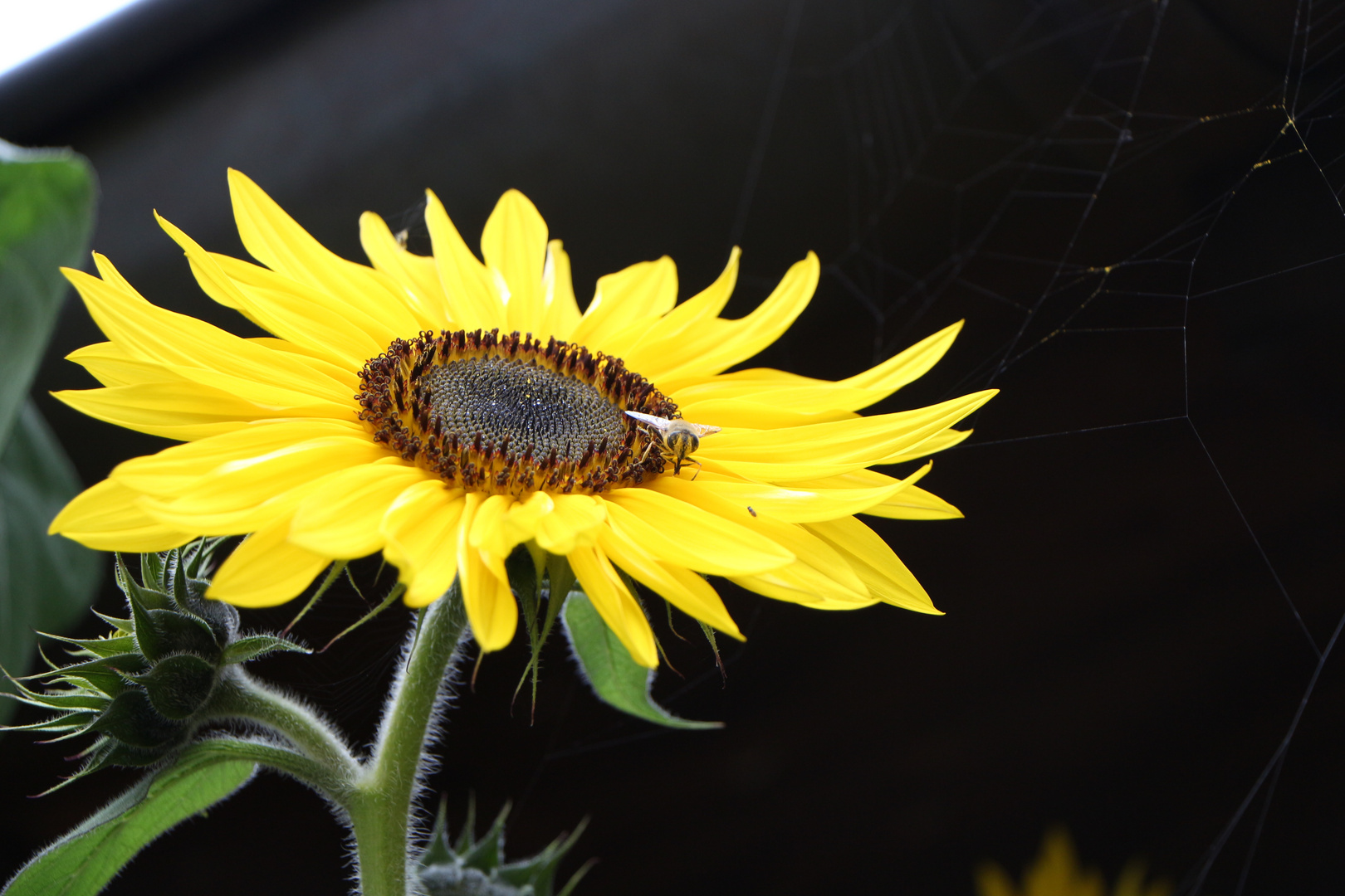 Herbstsonne