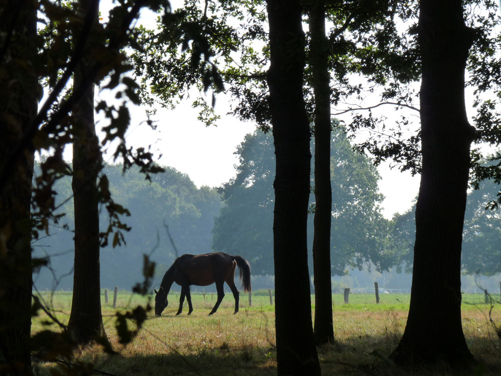 Herbstsonne