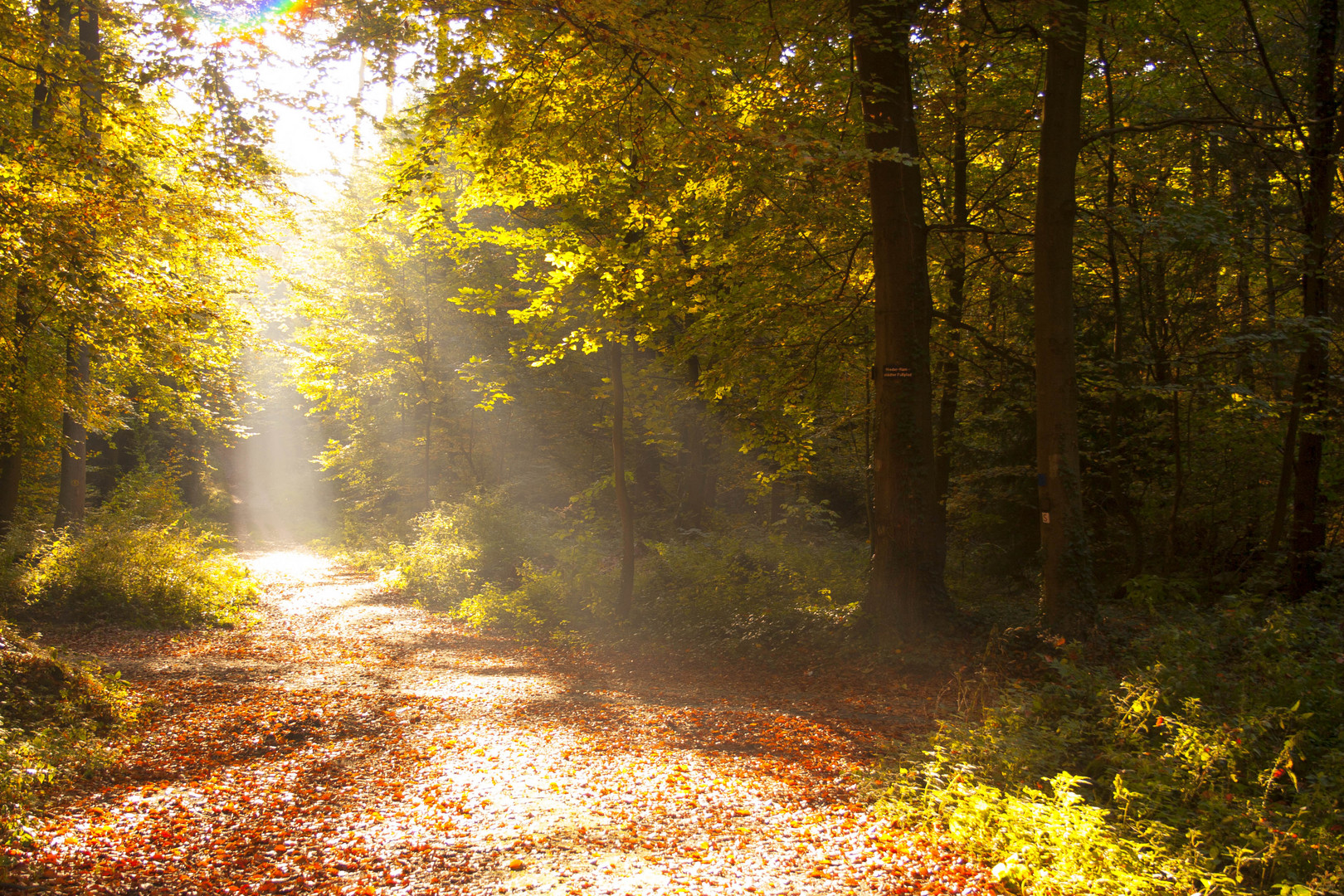 Herbstsonne