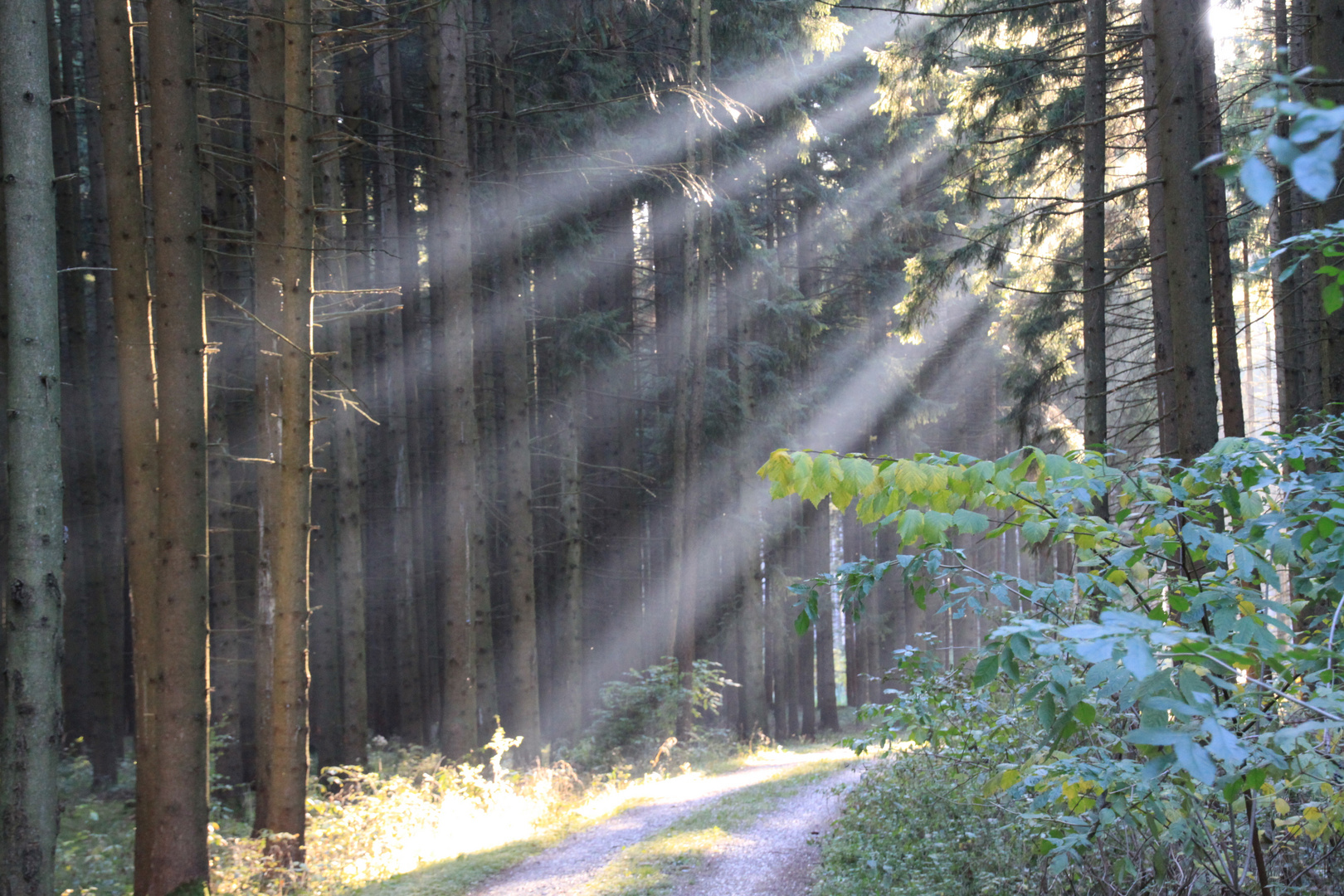 Herbstsonne