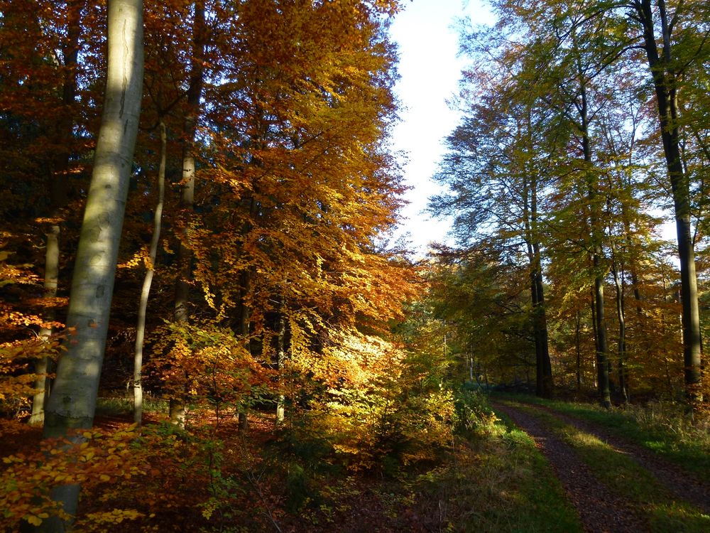 Herbstsonne