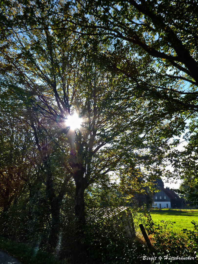 Herbstsonne