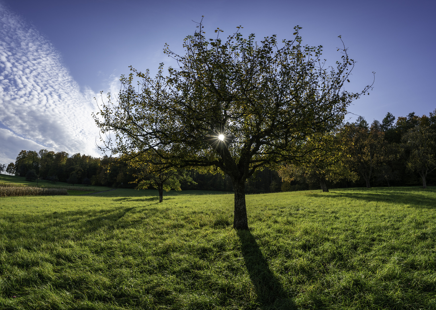 Herbstsonne