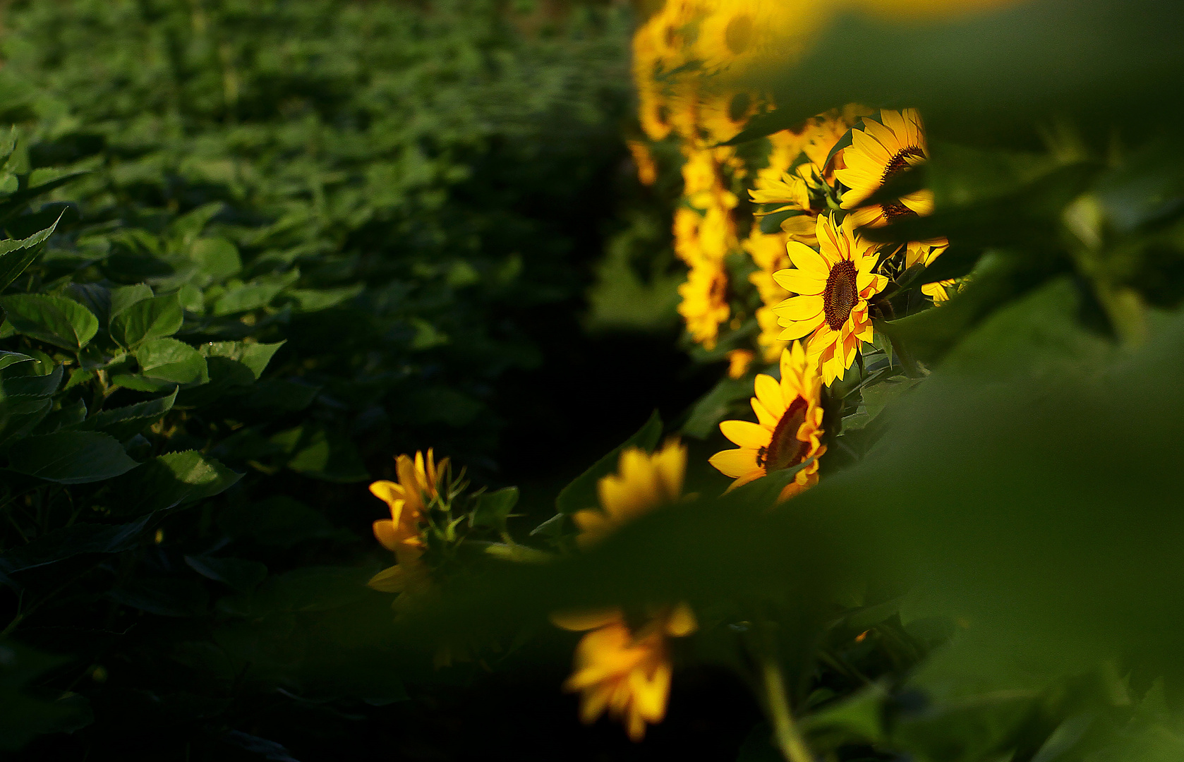 Herbstsonne....