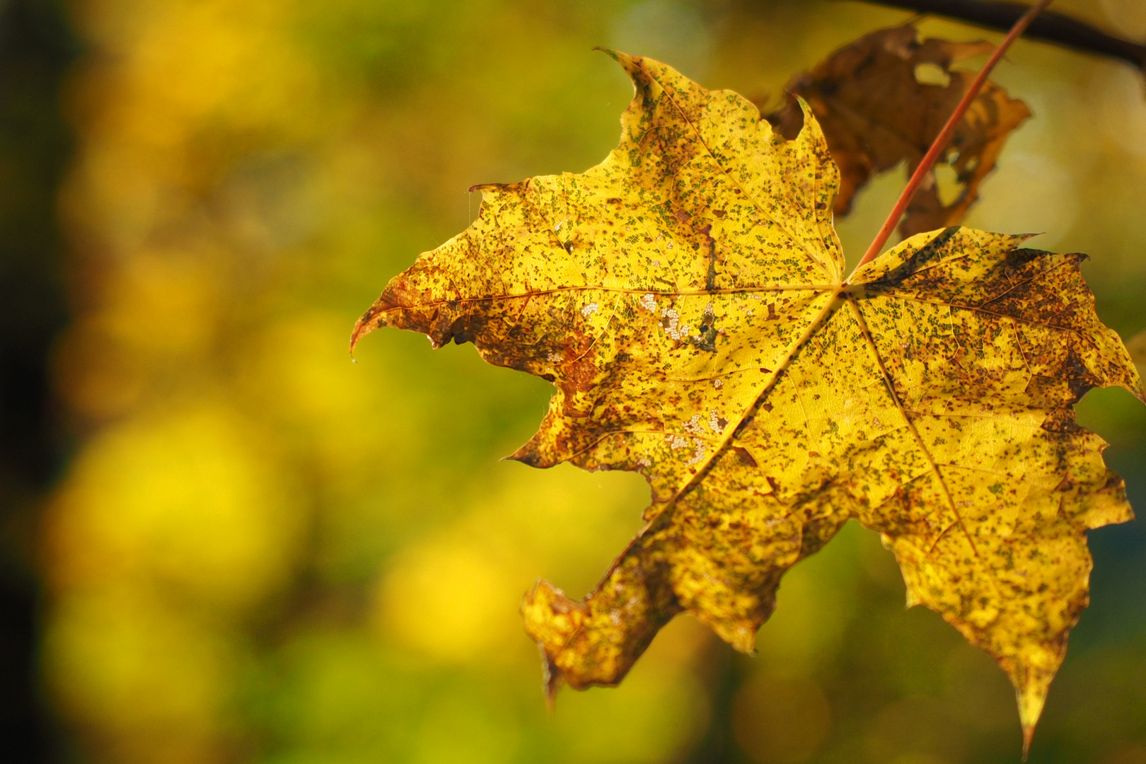 Herbstsonne